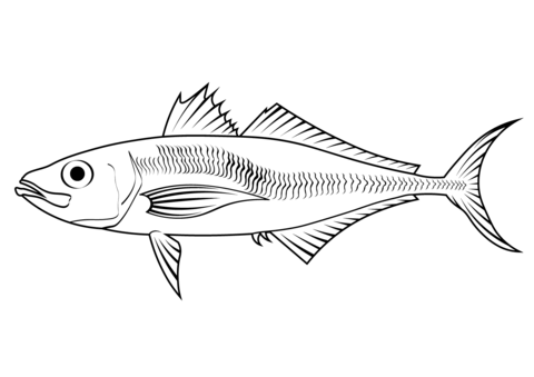 Japanese Jack Mackerel (Trachurus Japonicus) Coloring Page